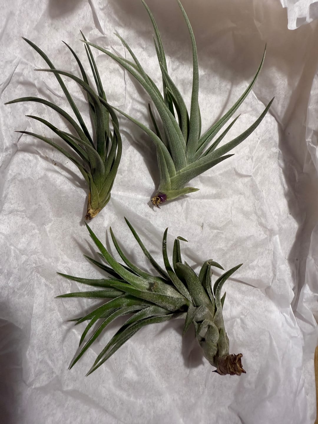 Customer photo review of Argentina Single  Miniature Species