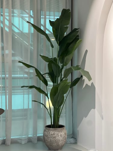 Customer photo review of Strelitzia Kunstplant 210cm