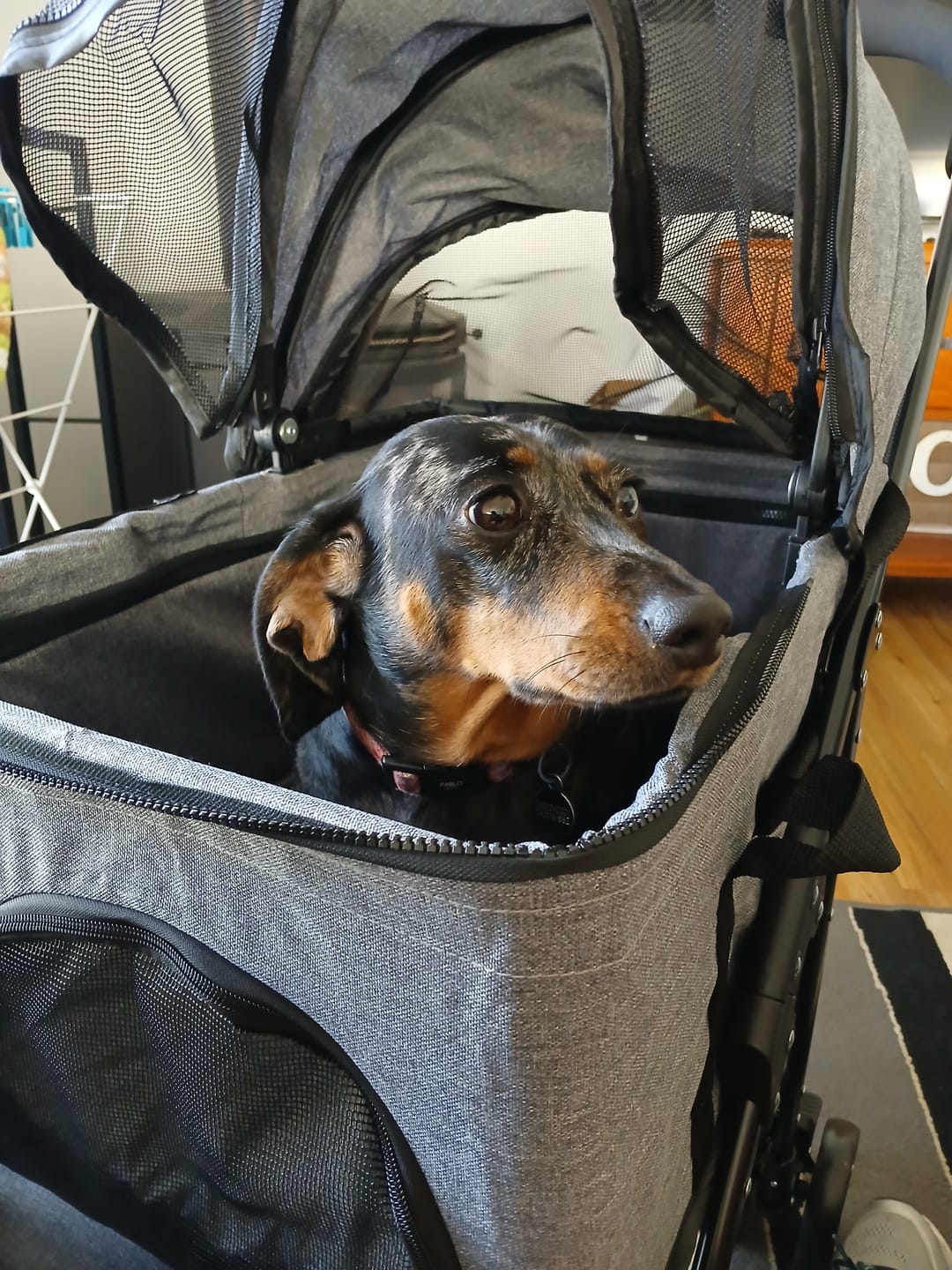 Customer photo review of Large Dog Stroller Cruiser