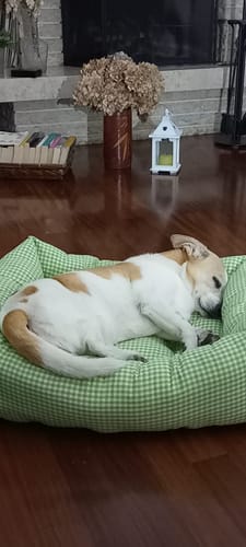 Customer photo review of Divanetto Vichy Verde Pistacchio