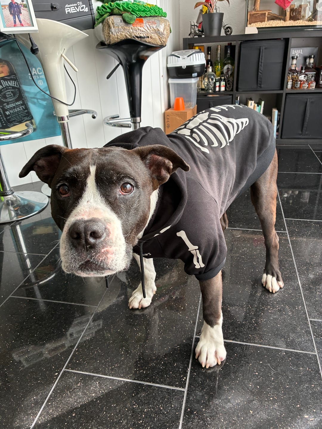 Customer photo review of Halloween Dog Hoodie - Reflective Skeleton