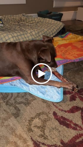 Customer video review of Medium Ostrich Cane (10" x 3"): The Long-Lasting, Flavor-Packed Chew for Medium & Large Dogs