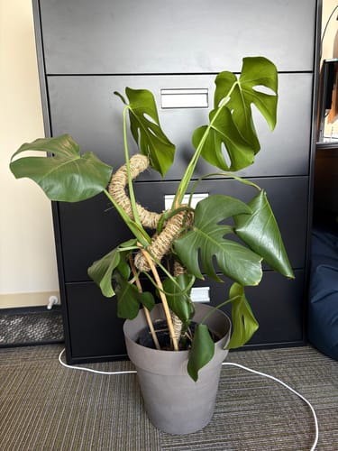 Customer photo of The Original Bendable Moss Pole™ - Best Seller (Pins Included) from Erica C.