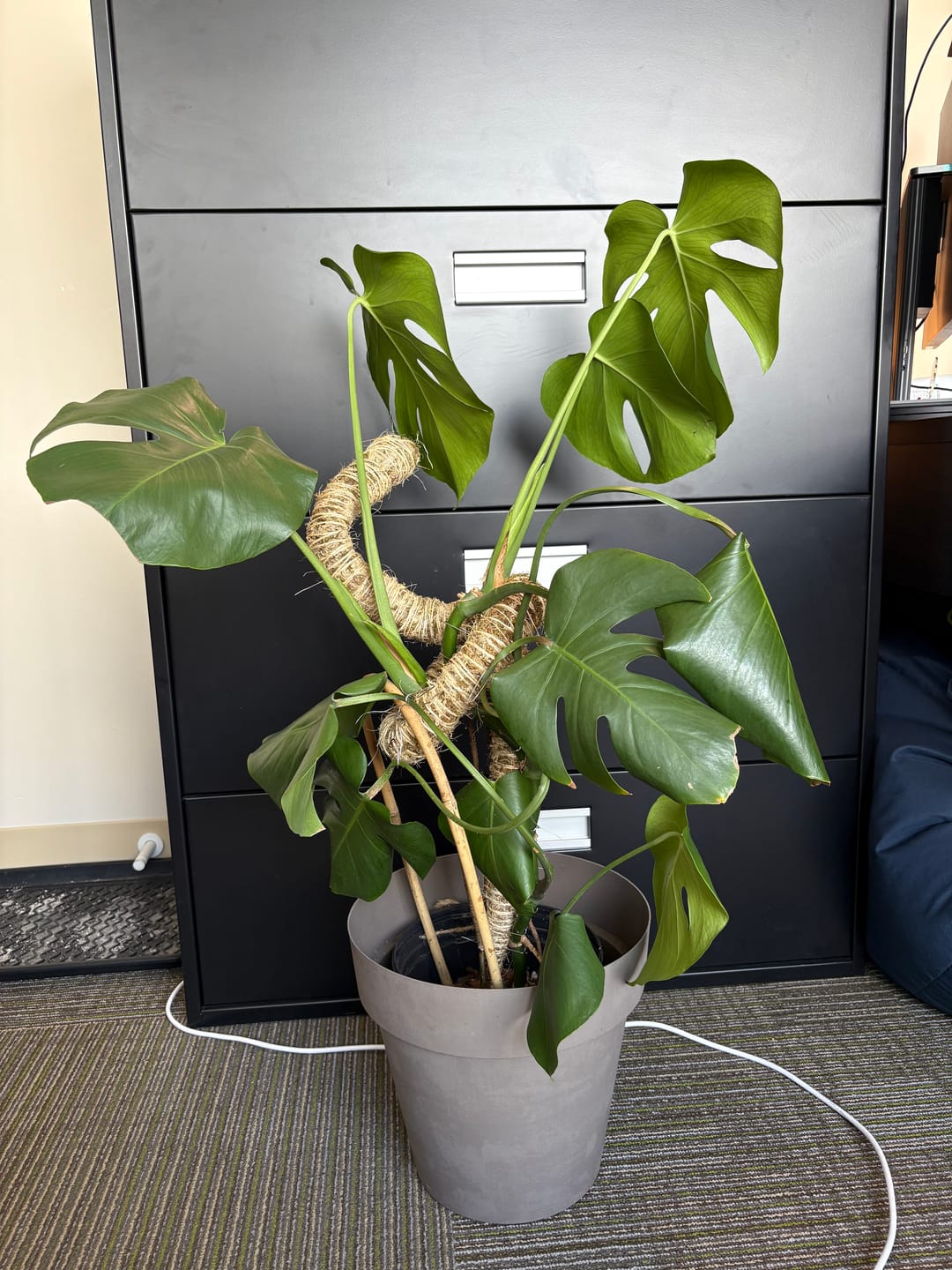 Customer photo review of The Original Bendable Moss Pole™ - Best Seller (Pins Included)