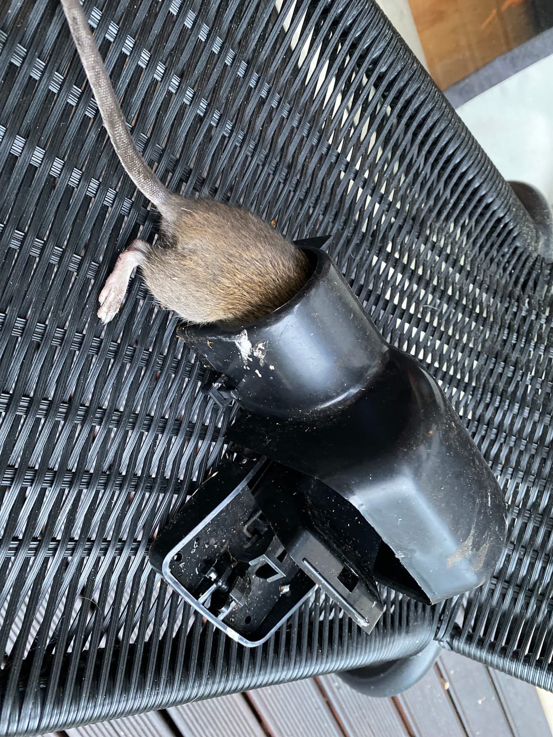 Customer photo review of Rat Killa Trap