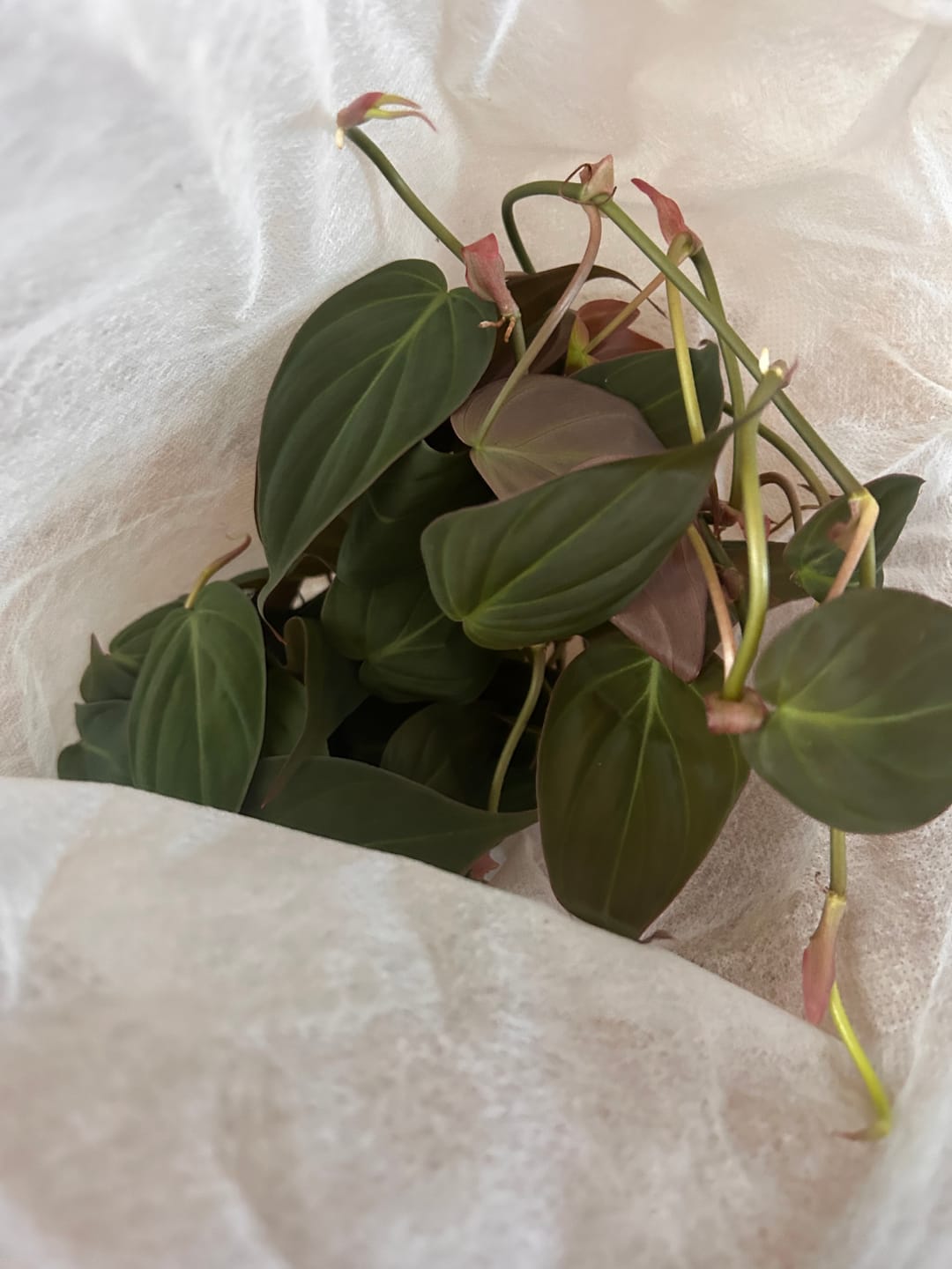 Customer photo review of Philodendron hederaceum 'Micans'