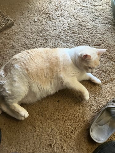 Customer photo review of 1x Blisso Advanced Cat Probiotic