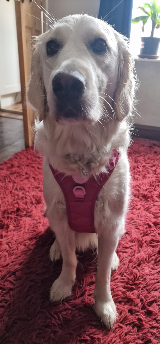 Customer photo review of Tough Trails™ Harness - Walkies Ready® Raspberry Pink