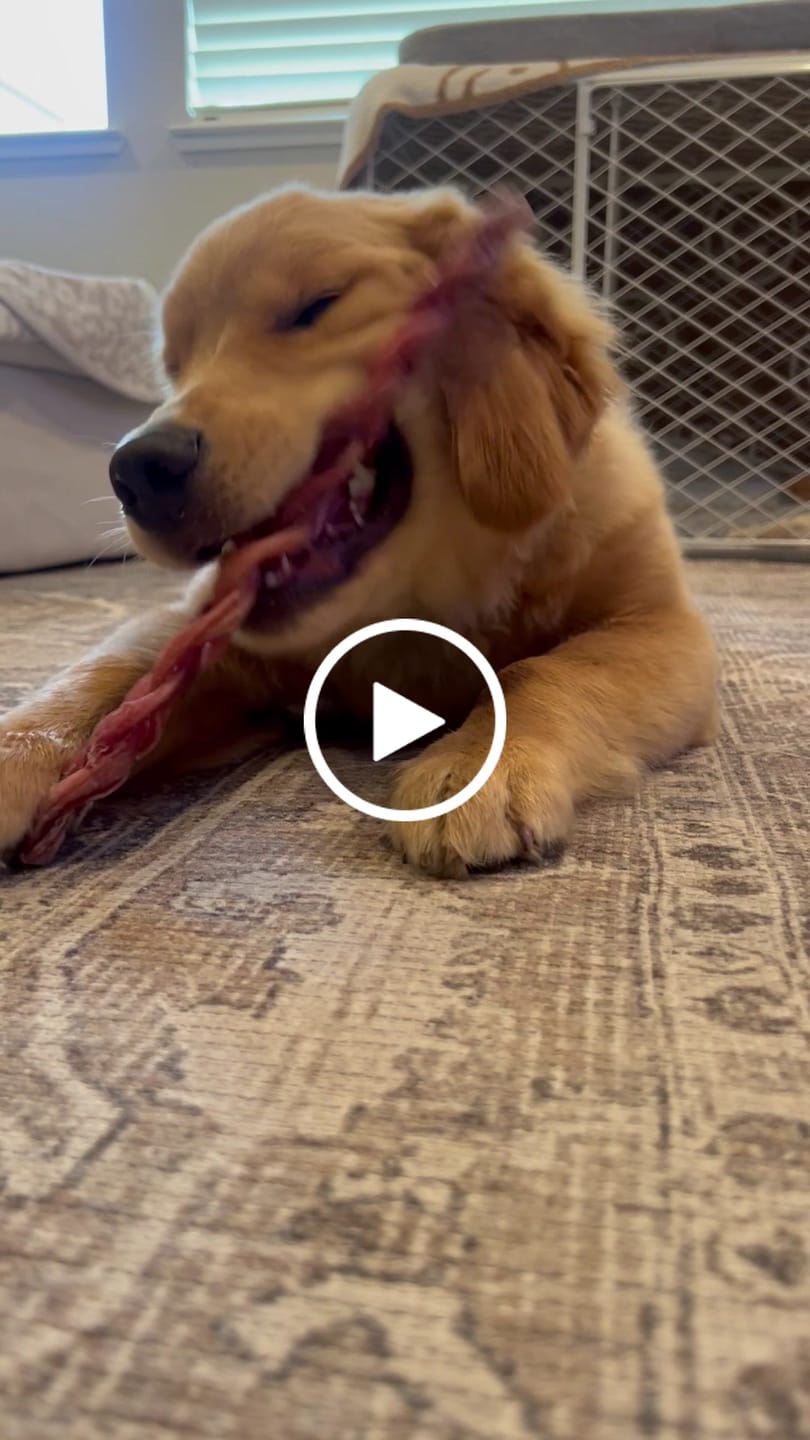 Customer video review of 12 Inch Standard Braided Bully Stick