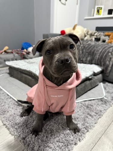 Customer photo review of Essential Dog Hoodie - Dusty Pink