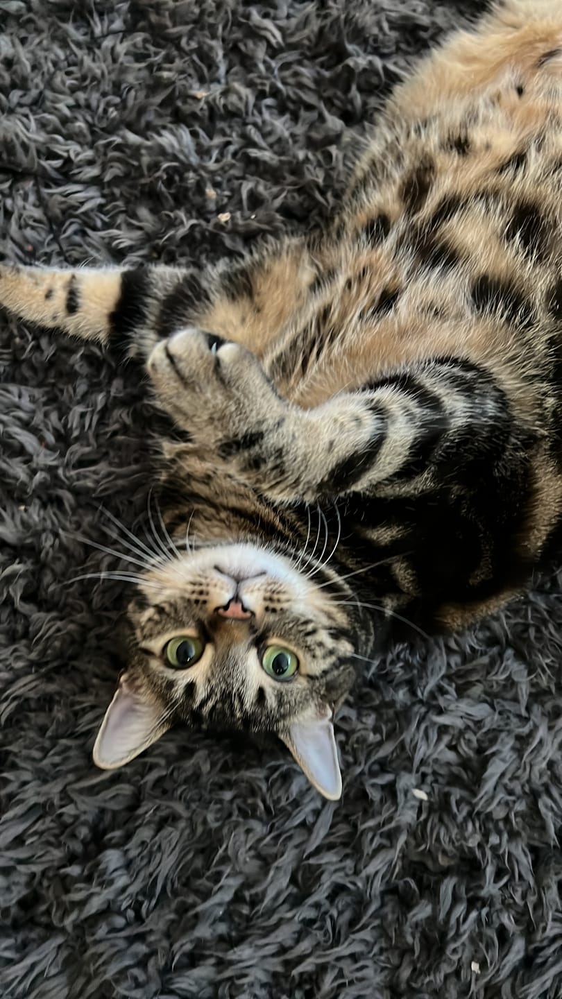 Customer photo review of Explorer Harness | Less boredom. More discovery. A better life for your indoor cat.