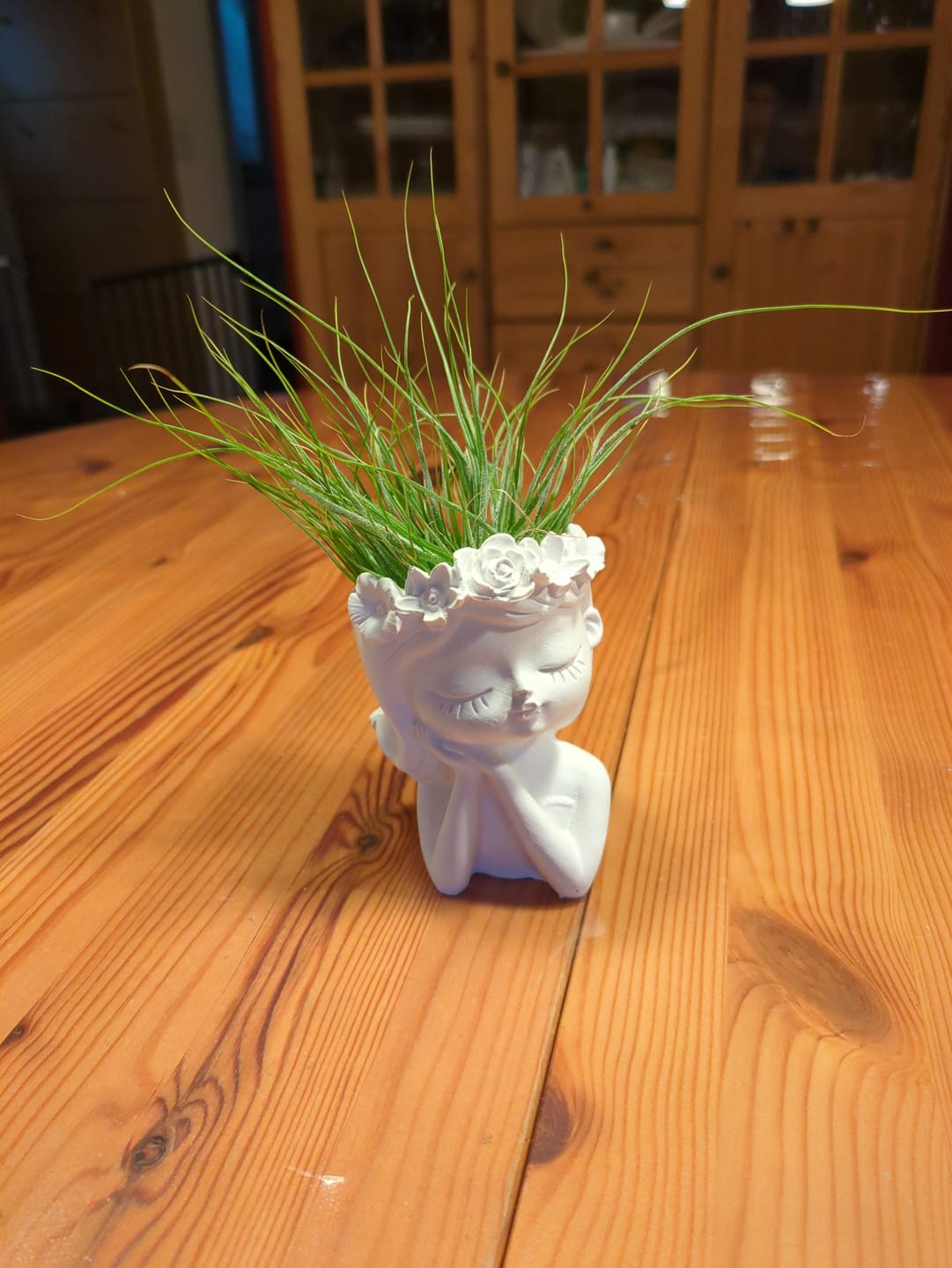 Customer photo review of Tillandsia schiedeana major - Mini Pulk