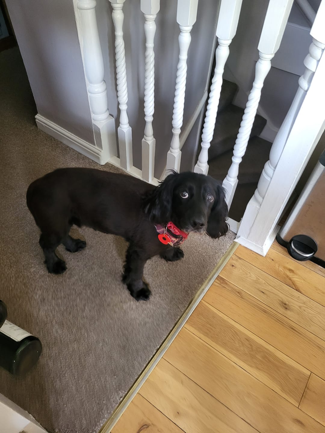 Customer photo review of Total Urinary Care Supplement For Dogs