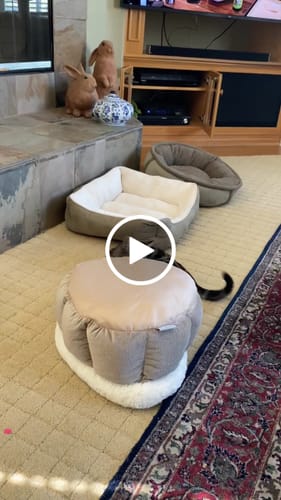 Customer video review of 1x Blisso Advanced Cat Probiotic