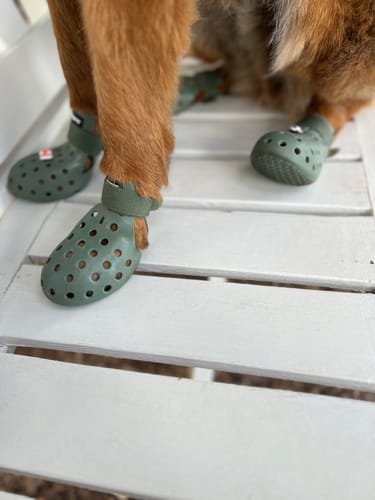 Customer photo review of WagWellies® Mojave