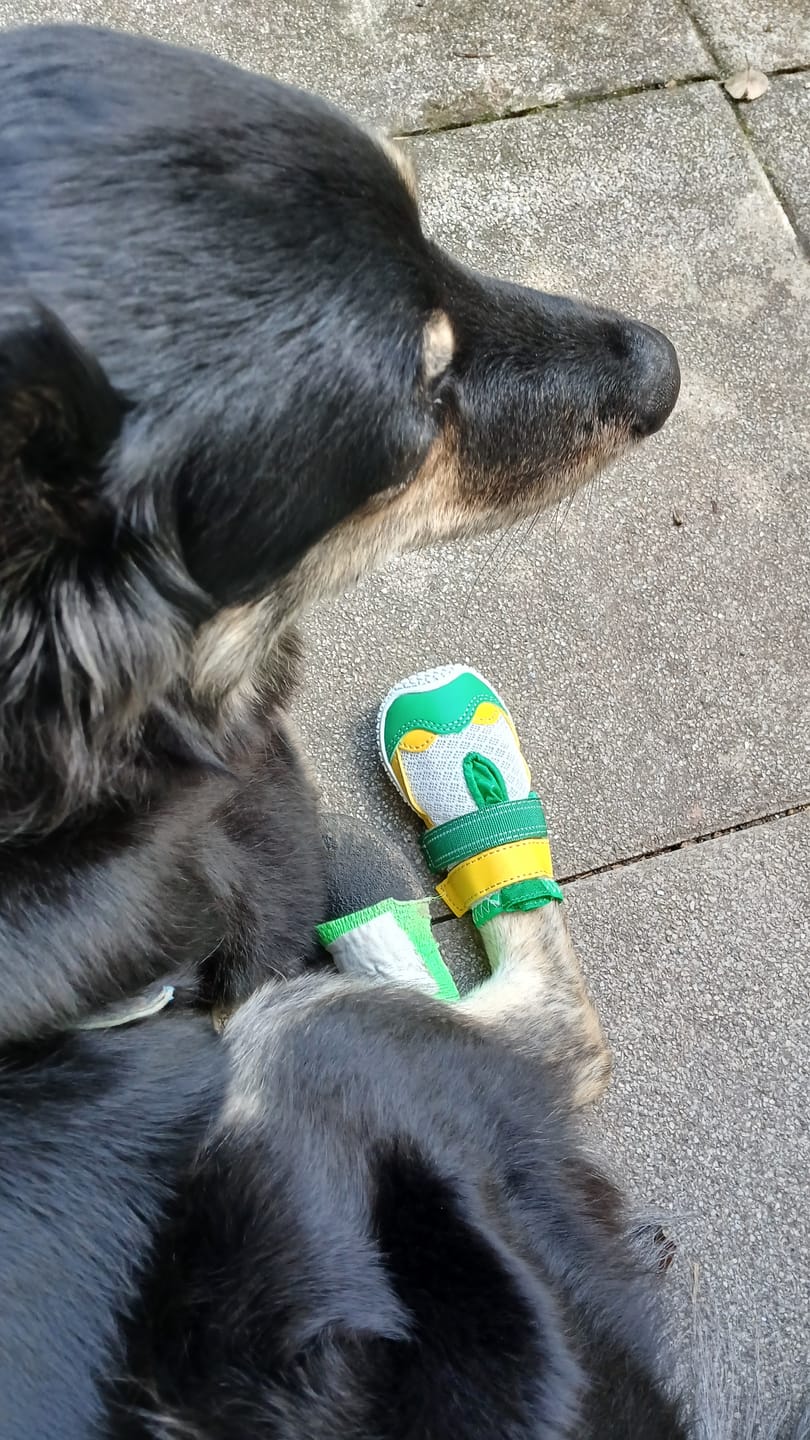 Customer photo review of Hot Pavement Pawtector Dog Shoes - Green Yellow