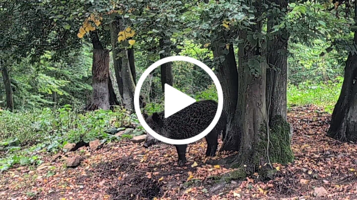 Customer video review of Pansen Lockmittel - Schwarzwild und Raubwild