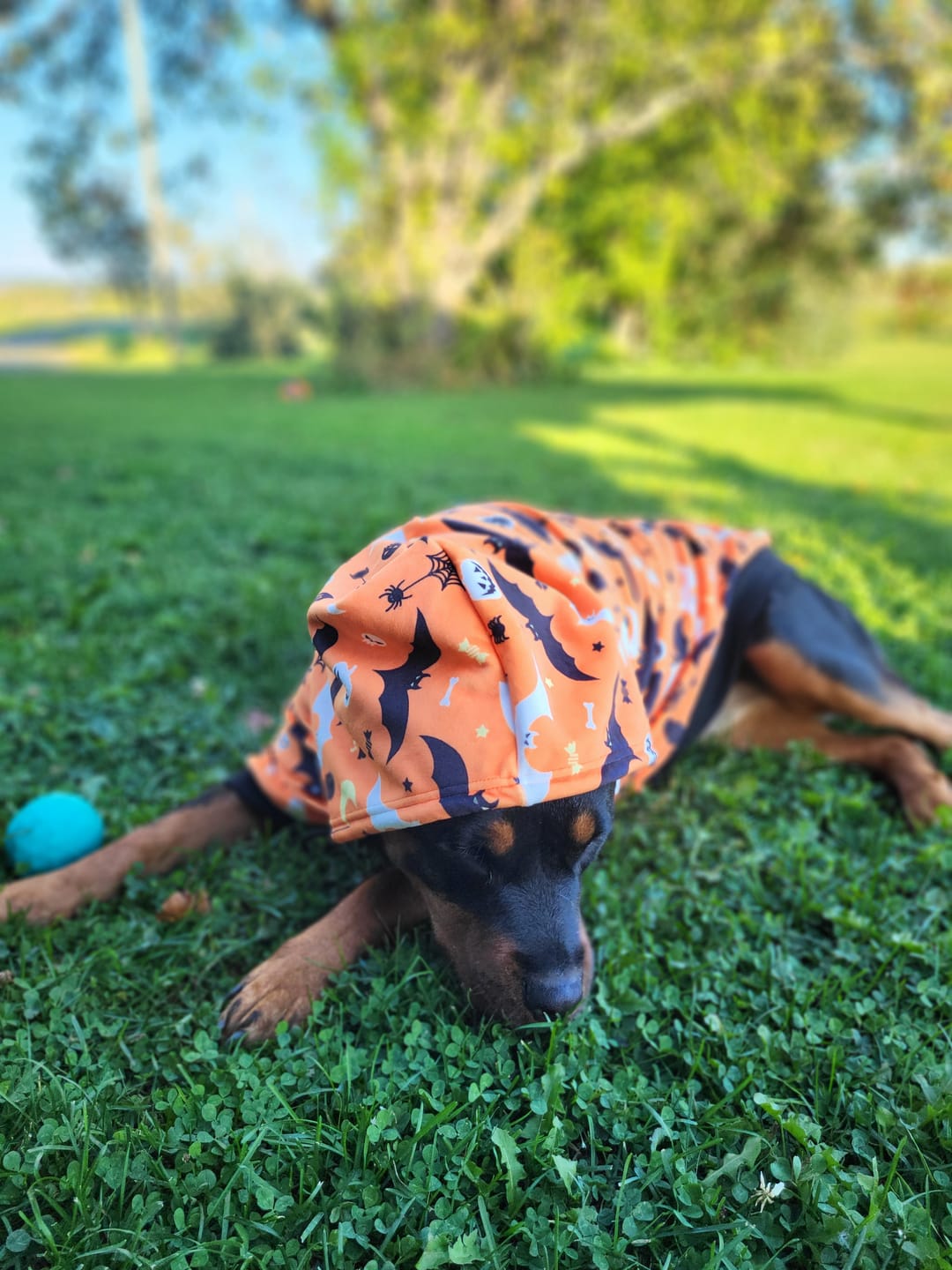 Customer photo review of Halloween Dog Hoodie - Orange