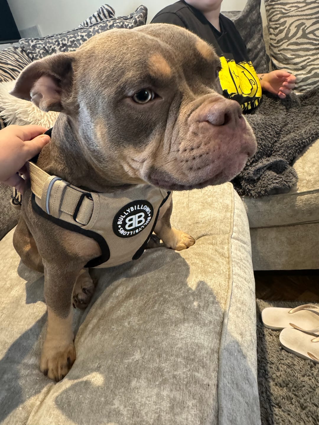 Customer photo review of Comfort Premium Harness | Non Restrictive - Tan