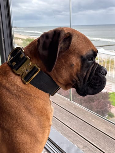 Customer photo review of Szeroka obroża z klamrą extreme - Extreme Gold Buckle Czarna