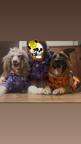 Customer photo review of Halloween Dog Hoodies (Limited Edition)