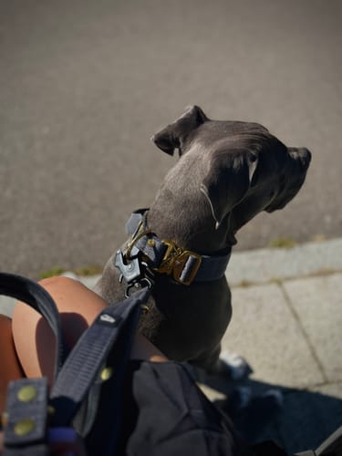 Customer photo review of Smycz przepinana z dodatkowa raczka - Multi Guard Leash Golden Dark Grey