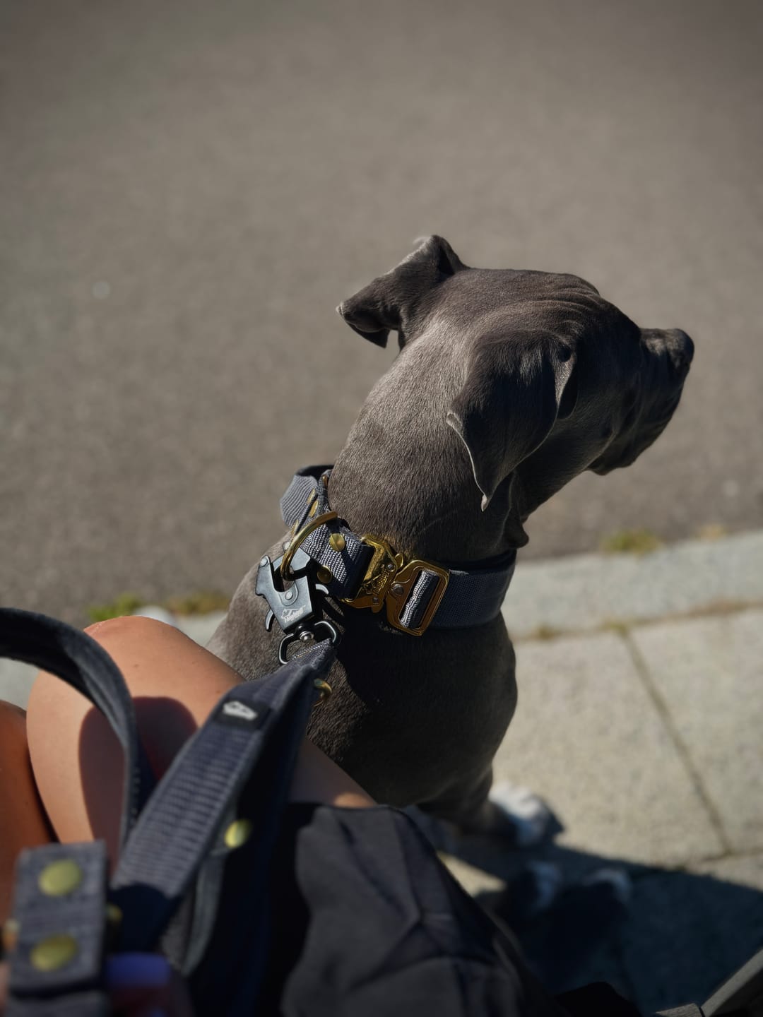 Customer photo review of Smycz przepinana z dodatkowa raczka - Multi Guard Leash Golden Dark Grey