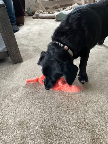 Customer photo review of Wackel-Hummer - Interaktives Hundespielzeug