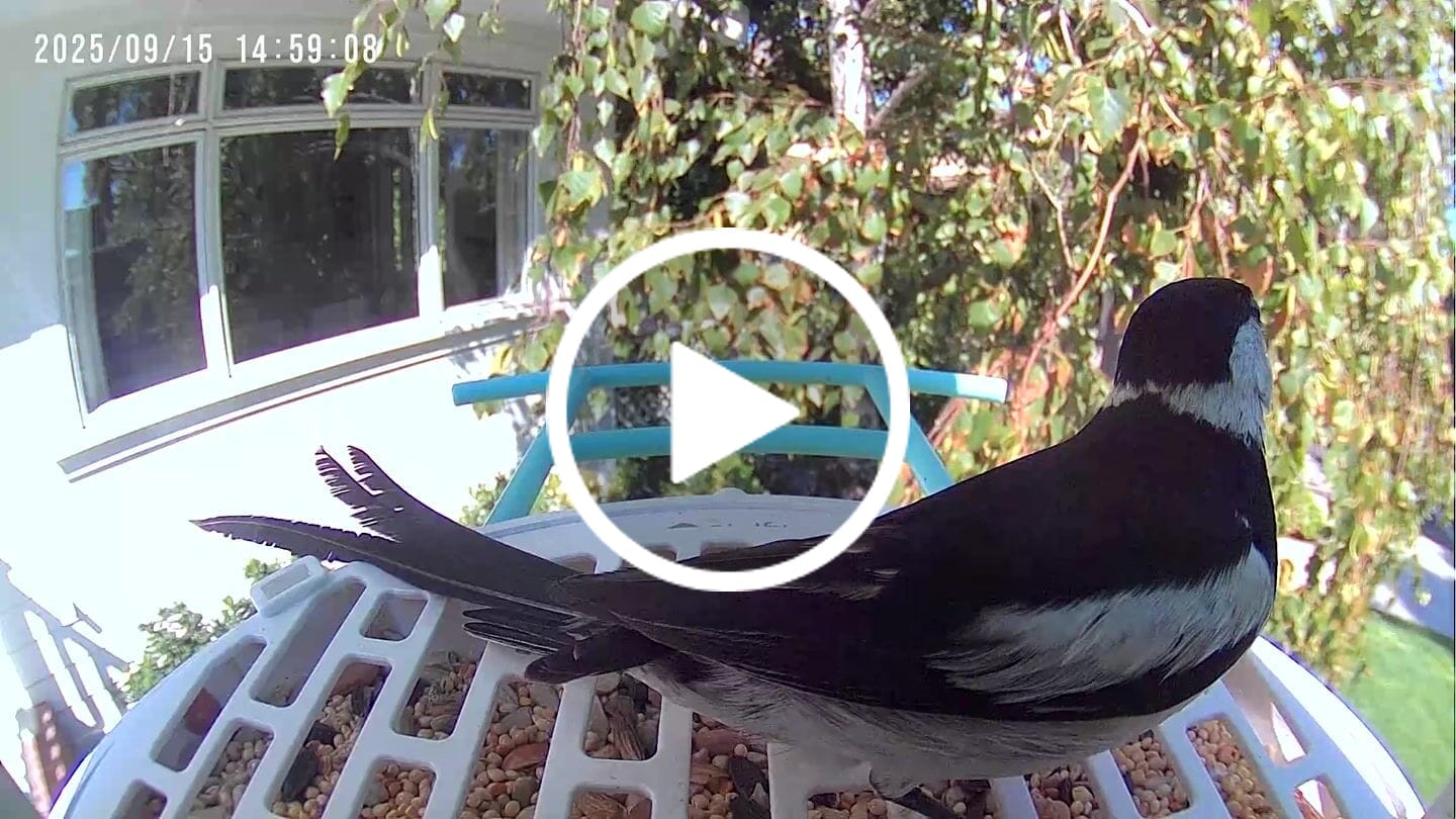 Customer video review of Birdfy Bird Seed Guard