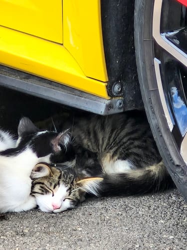 Avis photo d'un client sur Croquettes Chat Stérilisé Sans Céréales - Poulet