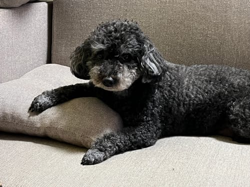 Customer photo review of FunFunPet 高機能ハーネス（お名前タグ作成サービス付き）