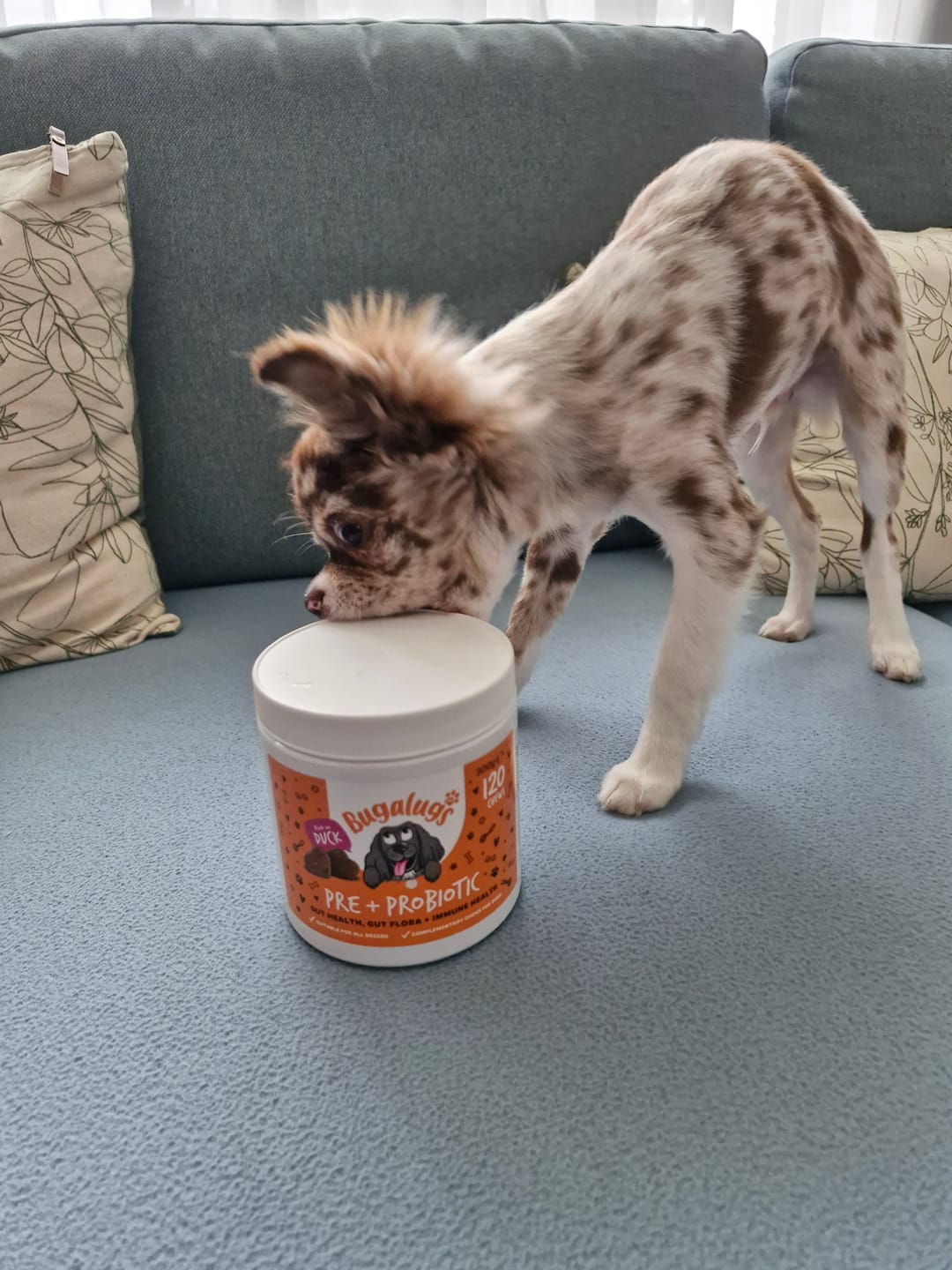Customer photo review of Pre & Probiotic Supplement Chews for Dogs