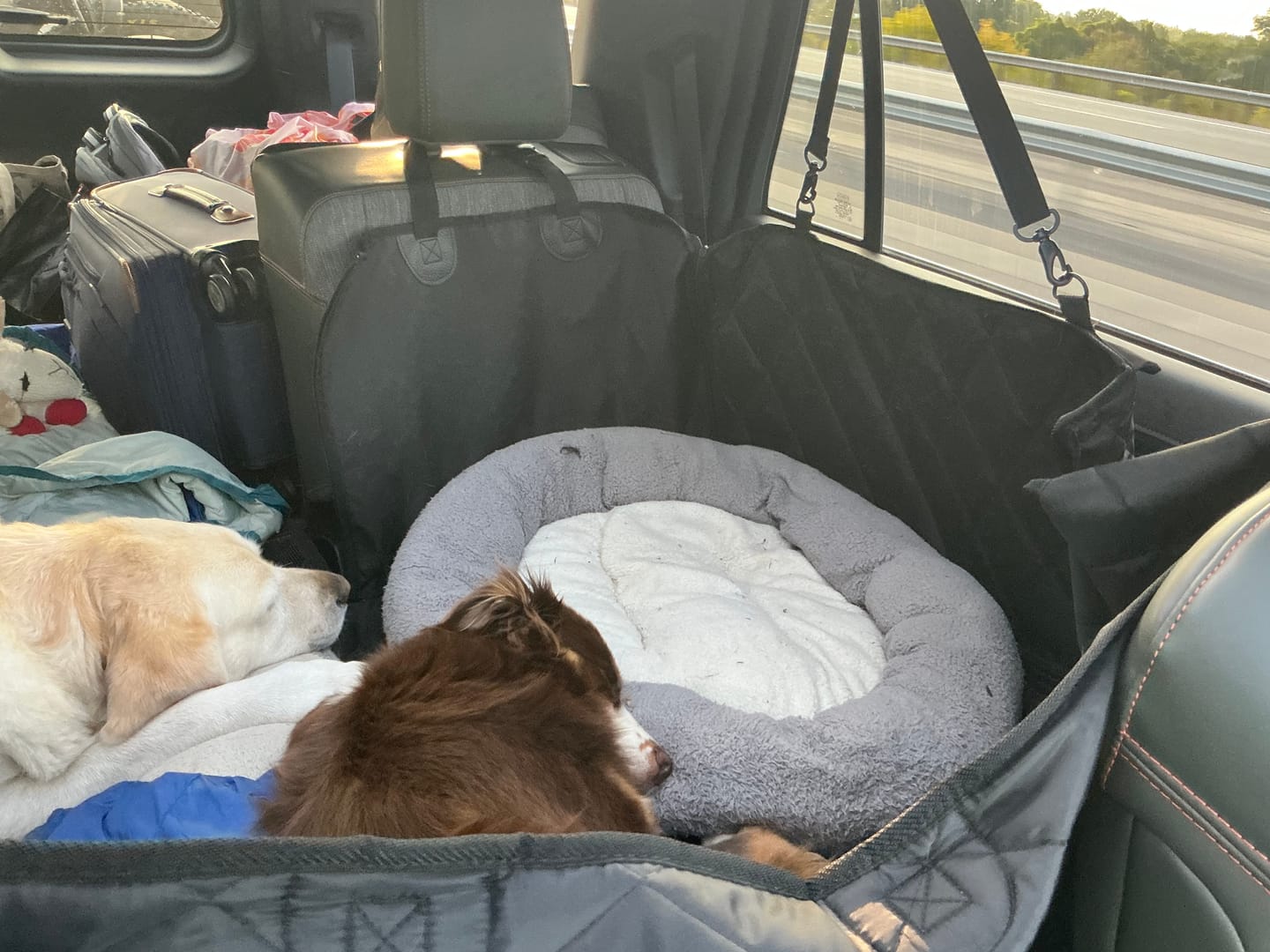 Customer photo review of 4Knines Hard Bottom Extender Car Seat Cover for Dogs - XL
