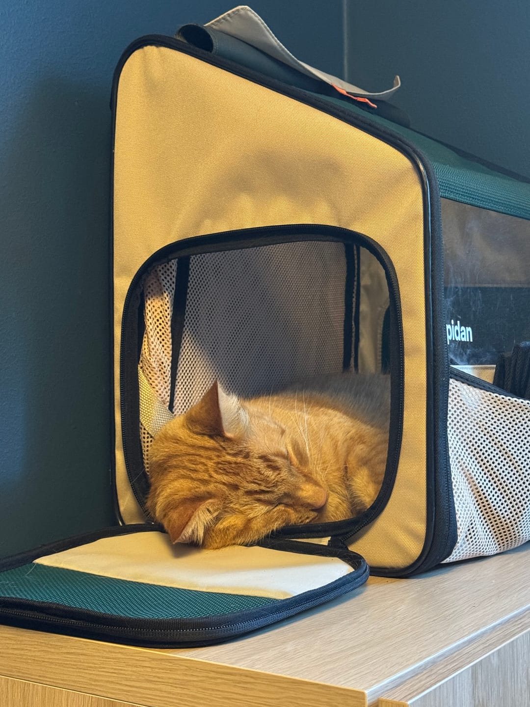 Customer photo review of Habitat carrier utvidbar kattesekk