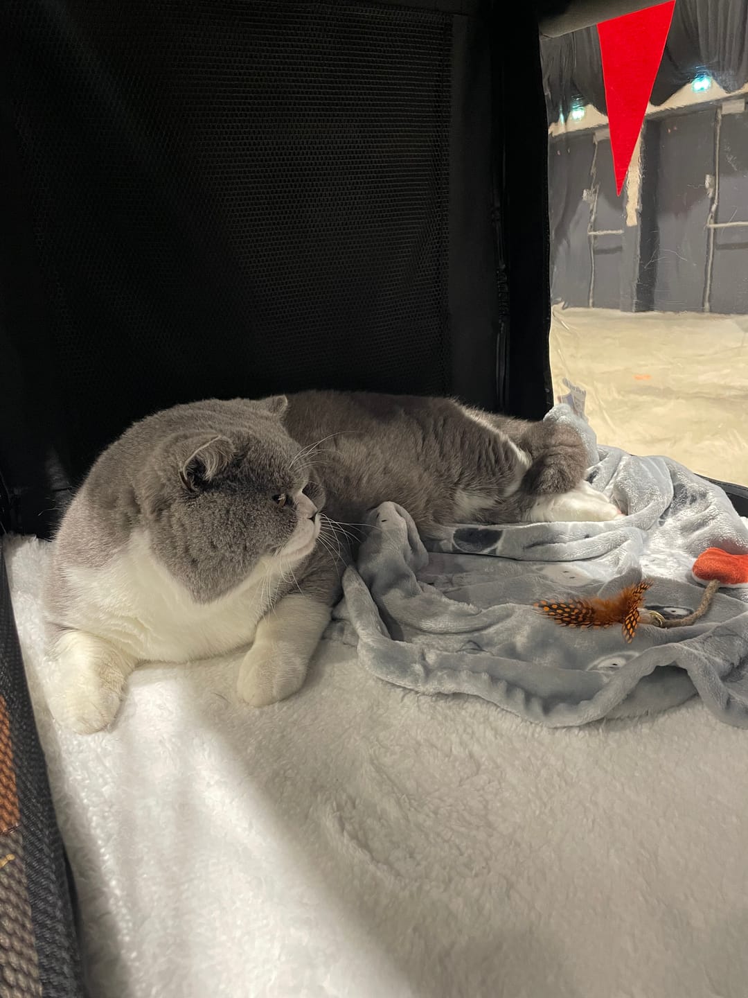 Customer photo review of Cage de transport pliable (Chat)