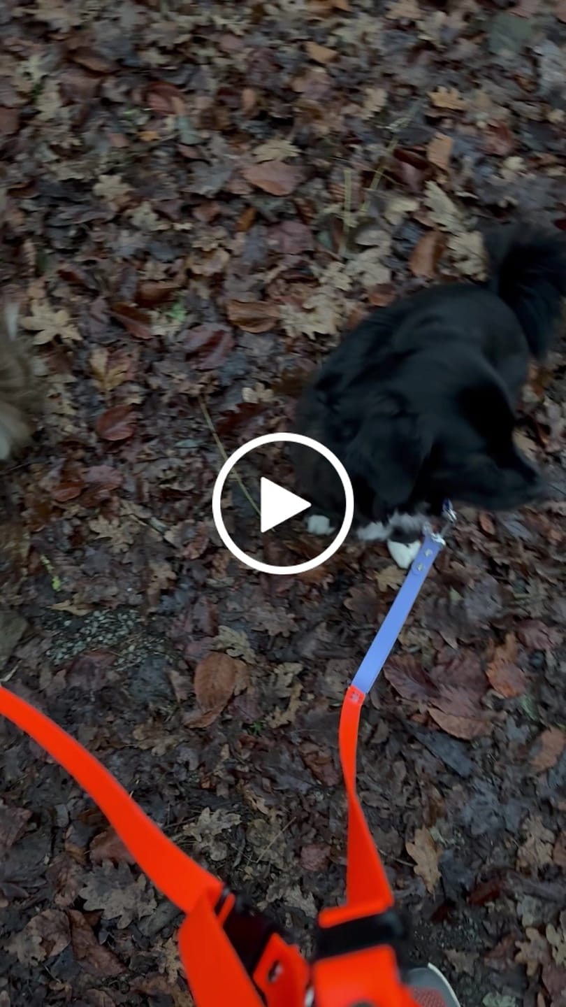 Customer video review of The Tide - Limited QuickSlip™ Collar