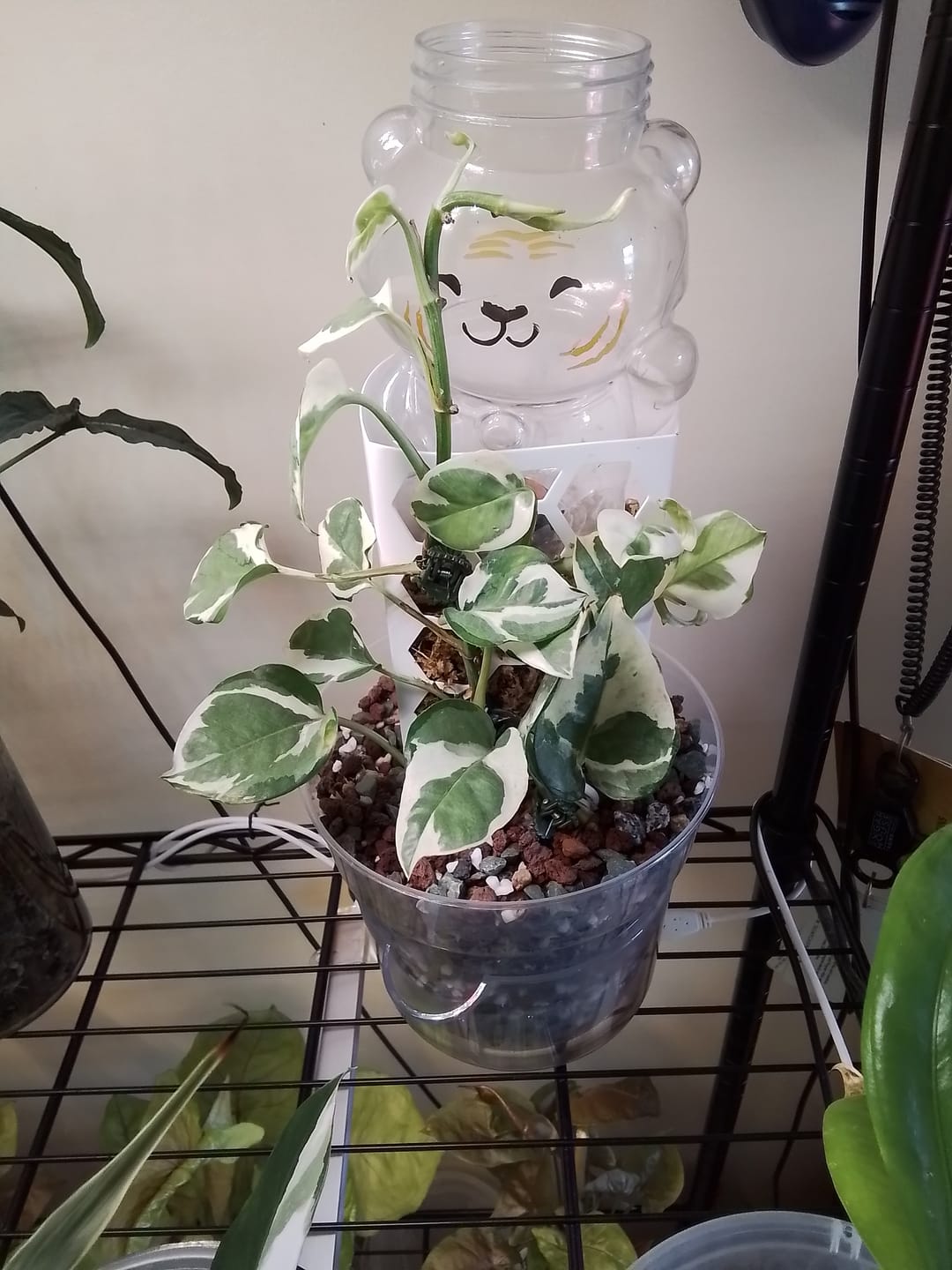 Customer photo review of Pothos Epipremnum aureum 'Manjula'