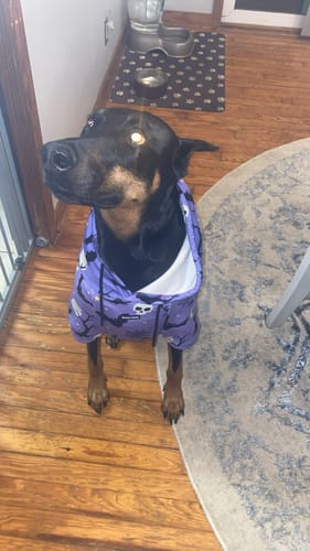 Customer photo review of Halloween Dog Hoodie - Purple
