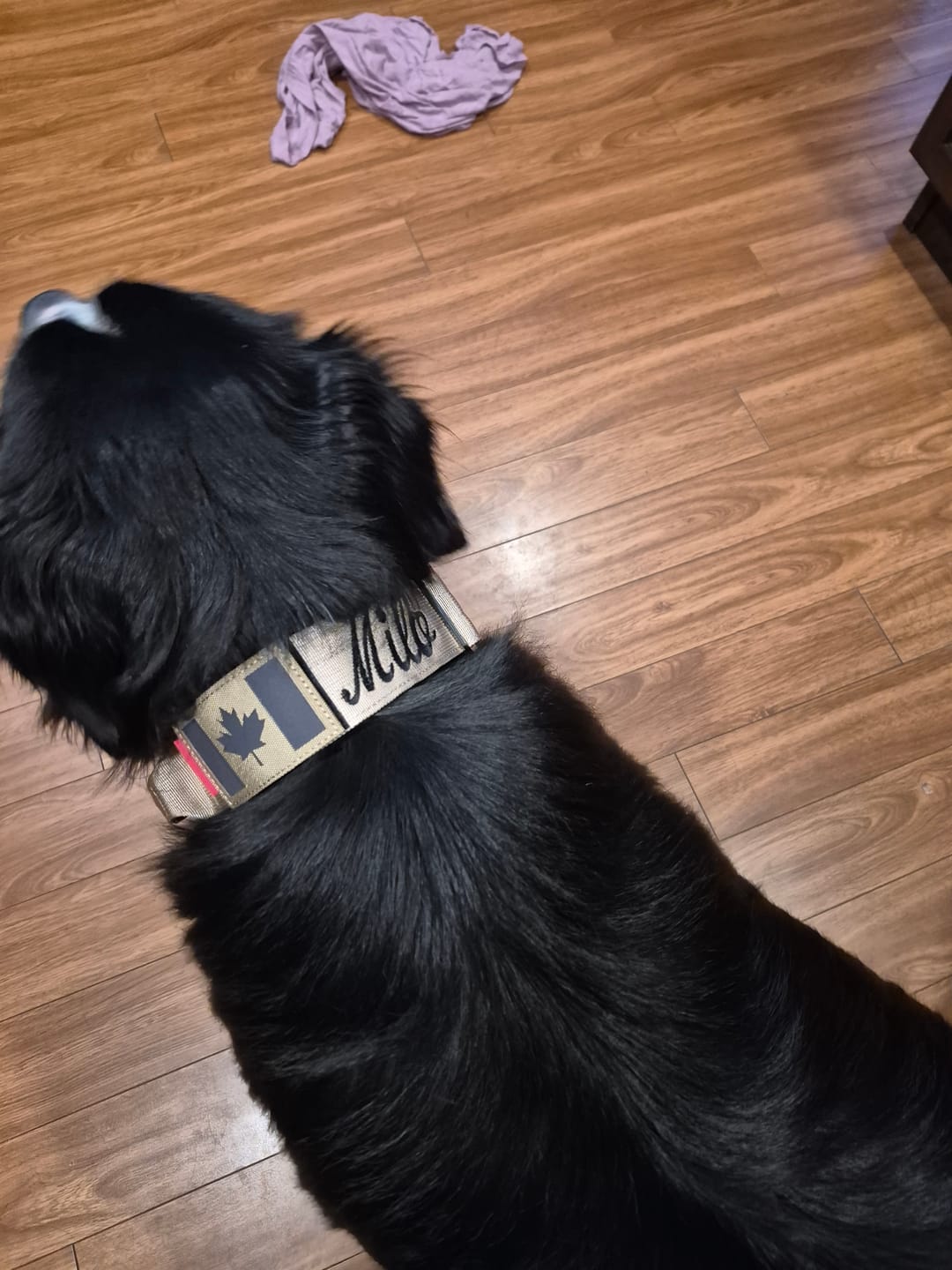 Customer photo review of 2" Tactik Dog Collar - Buttercream