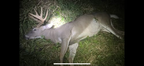 Customer photo review of 2.0in 150g Stainless Steel Broadheads