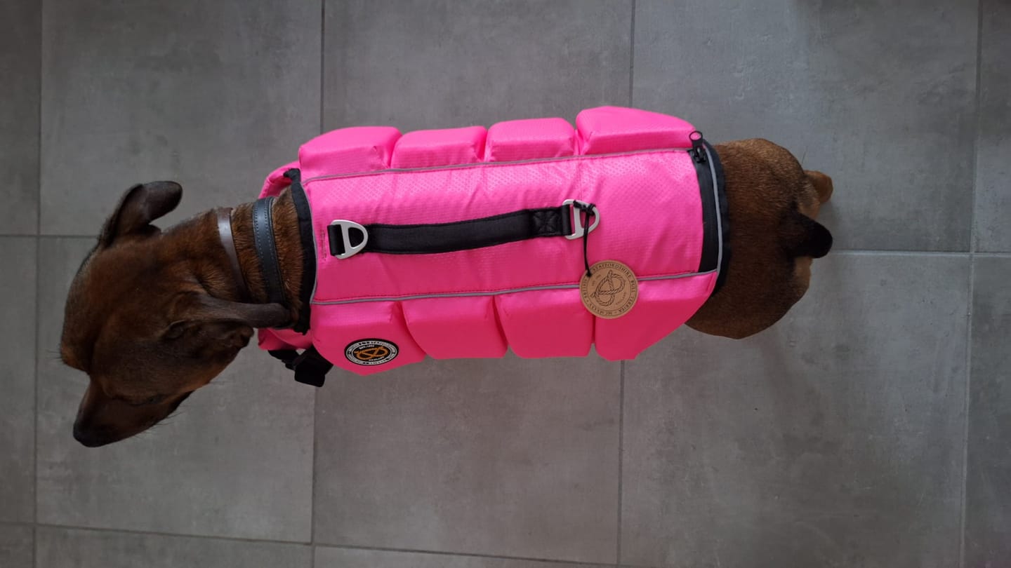 Customer photo review of Staffordshire Bull Terrier 1935® Life Jacket - Neon Pink