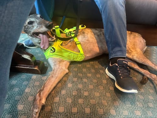 Customer photo review of Sighthound Escape Proof Harness