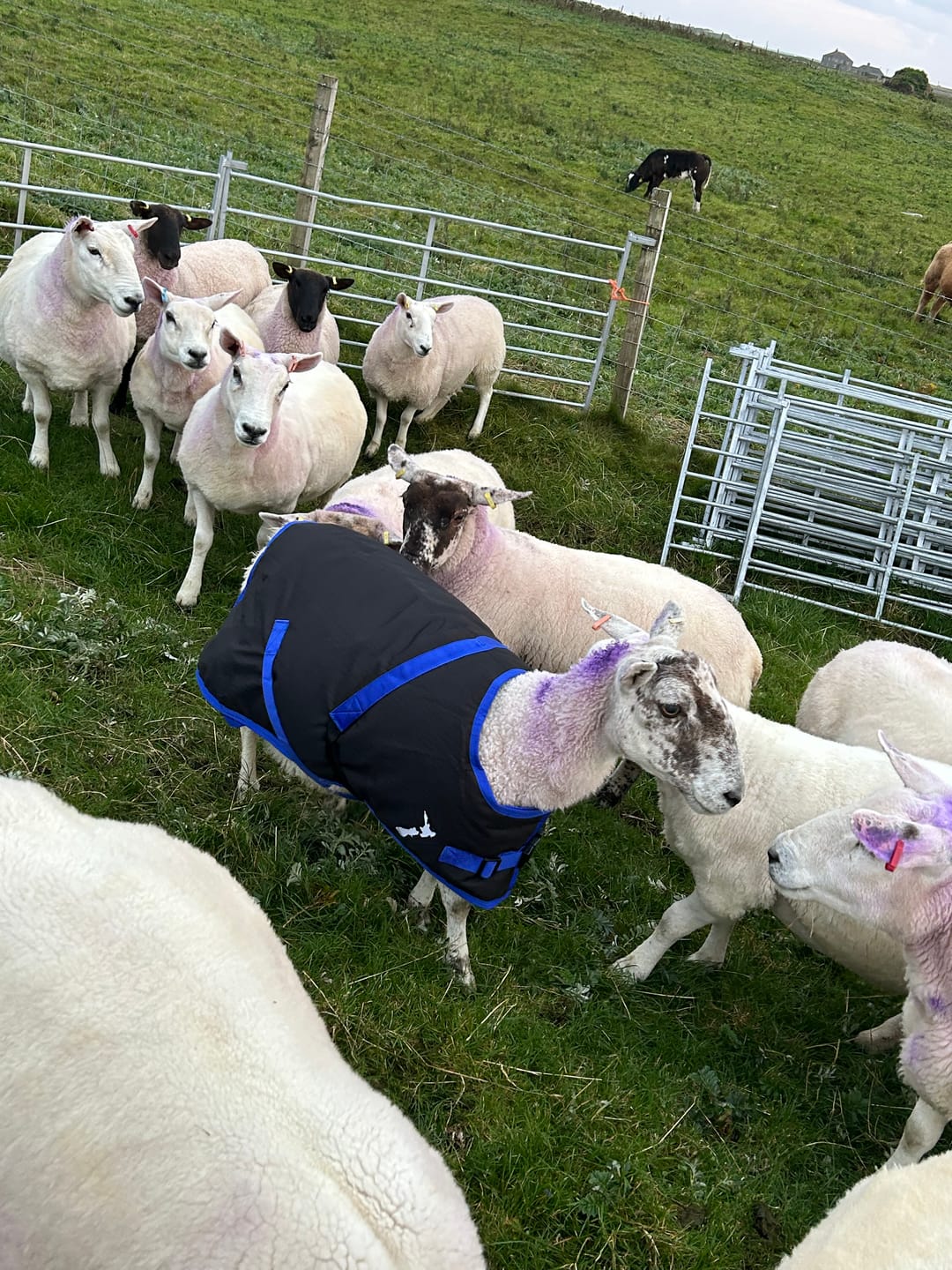 Customer photo review of Sheep Coat | Waterproof