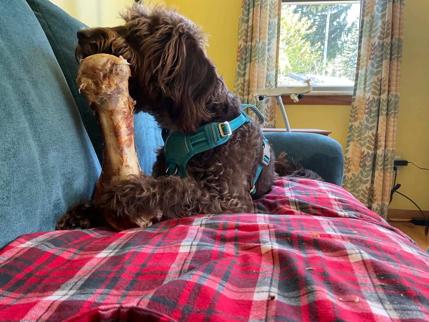 Customer photo review of Hypoallergenic Ostrich + Superfoods 6-item Bundle - 40% off
