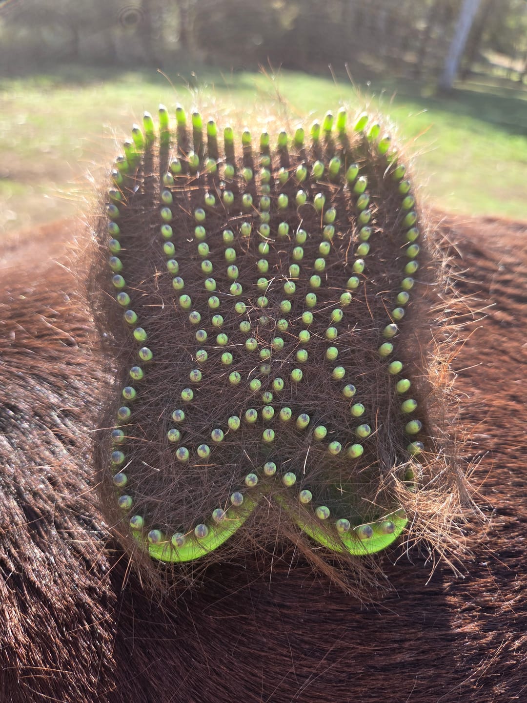Customer photo review of Butterfly Groomer Curry Brush