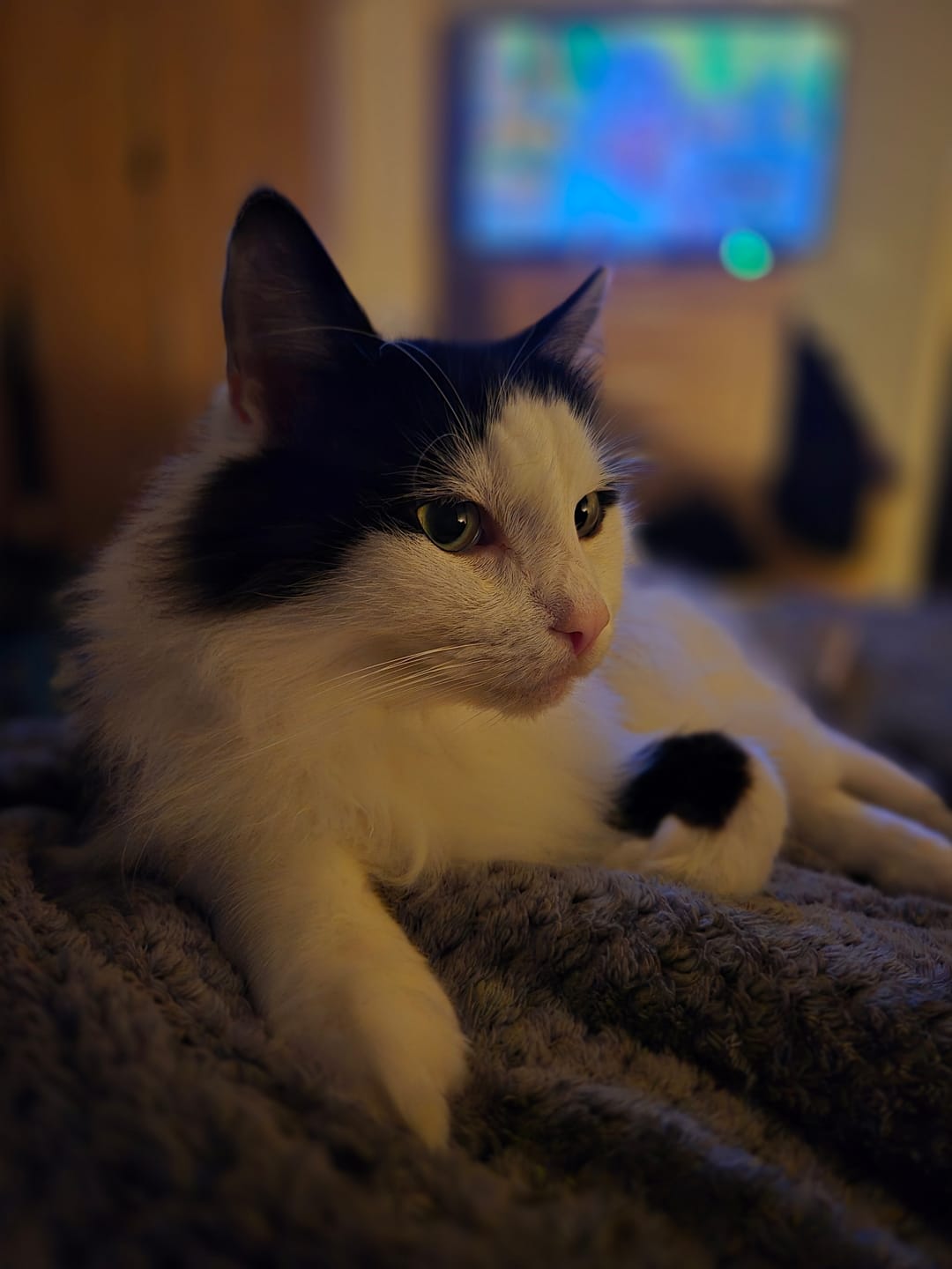 Customer photo review of Cat Gel