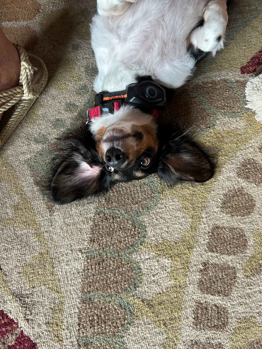 Customer photo review of iHeartDogs Allergy & Itch Relief Chews for Dogs with Salmon Oil, Quercetin, Colostrum, Antioxidants and Probiotics — 90 Count