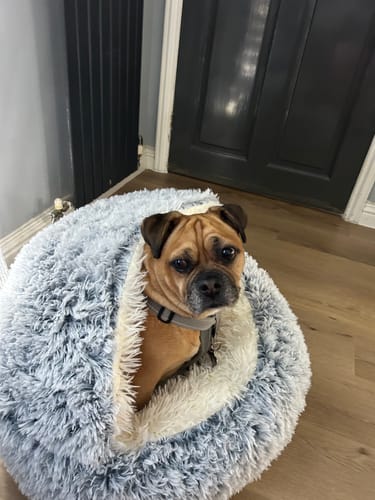 Customer photo review of Super Plush Cove Bed