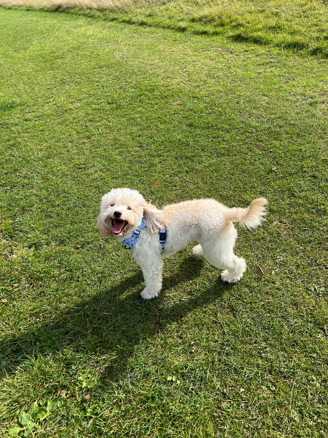 Customer photo review of Disney© Tough Trails™ Harness - Eeyore