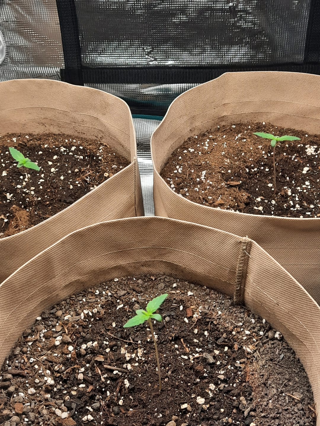 Customer photo review of Root Heaven Stoff Topf